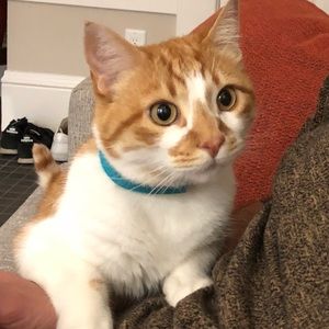 Meet your Posher, Merve